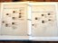 Inside View Pedigree Chart
